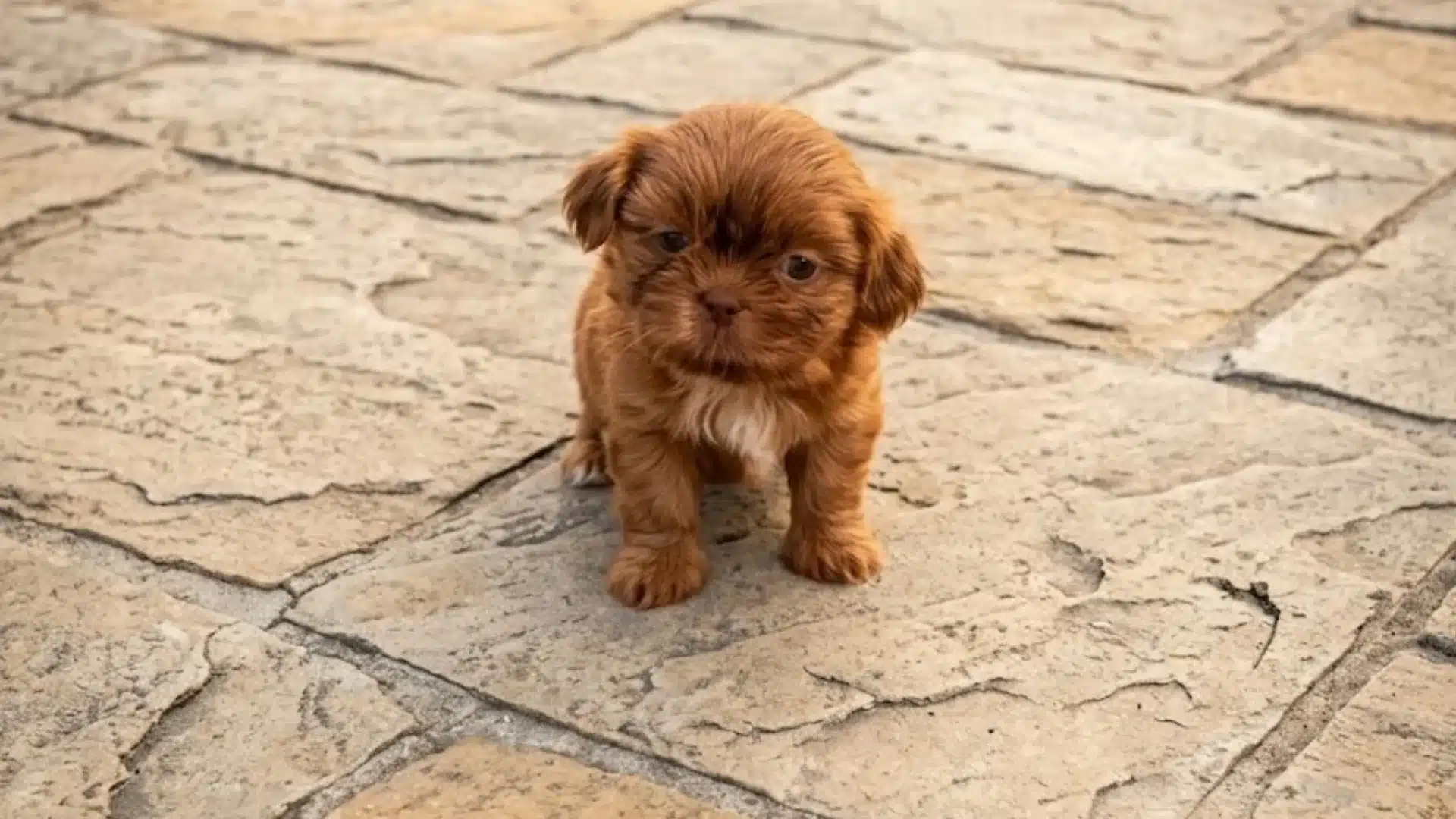 Red Shih Tzu puppy standing on stone pavement outdoors with small white chest patch