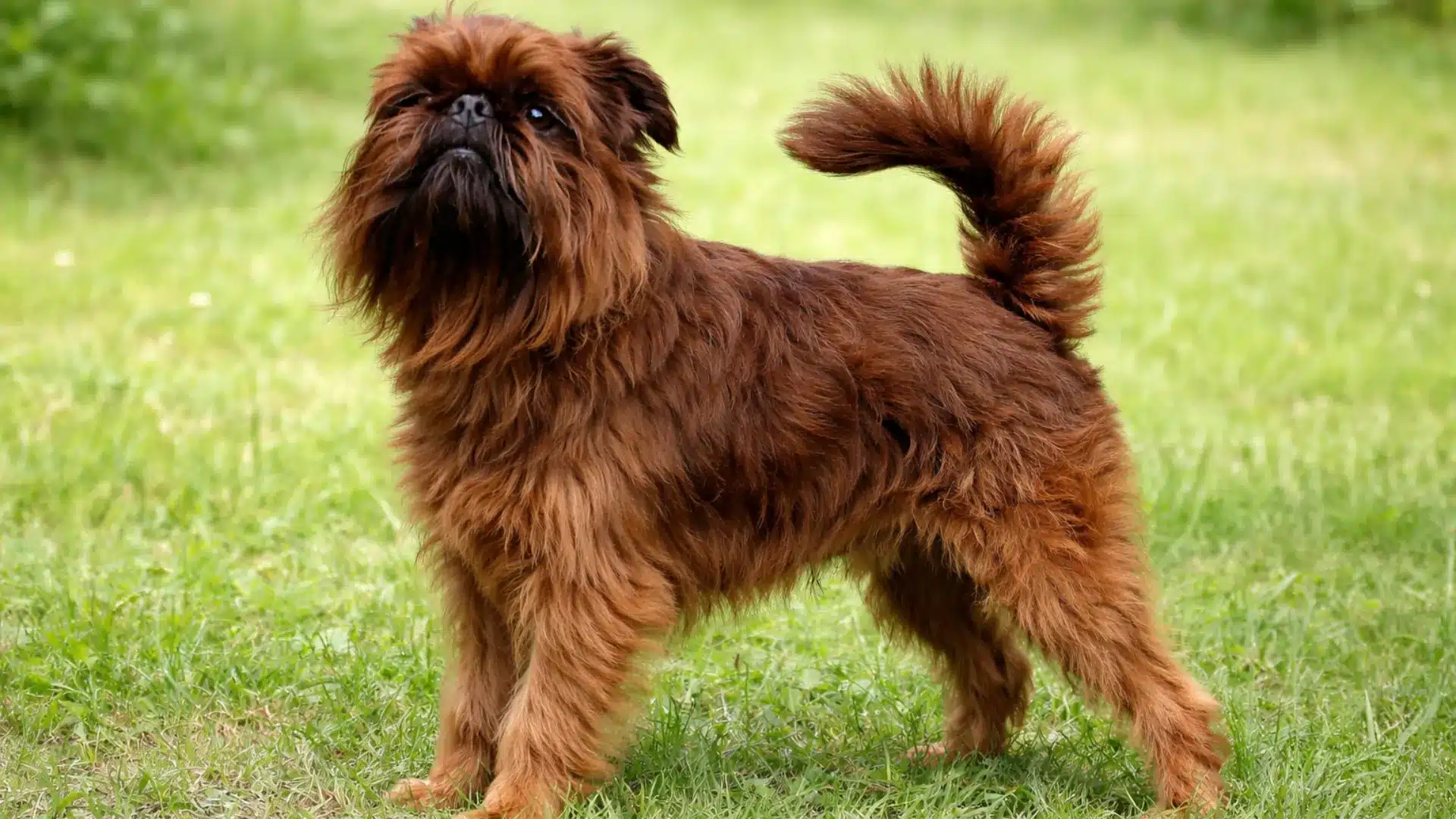 Reddish-brown Brussels Griffon stands on green grass, looking up, scruffy beard, curled tail, soft blurred field.