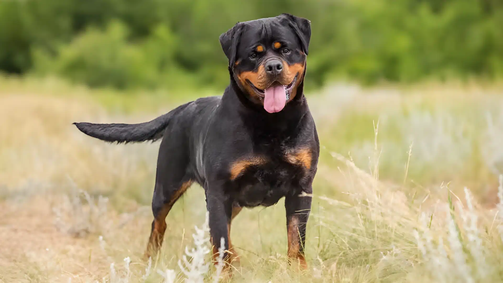 Rottweiler standing in field, powerful and confident guard dog breed known for strength and family protection
