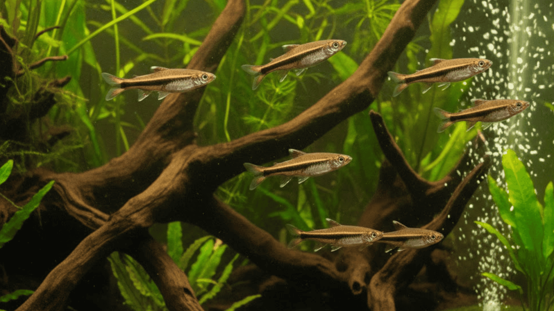 School of Brown Pencilfish swimming around driftwood and green plants in planted aquarium