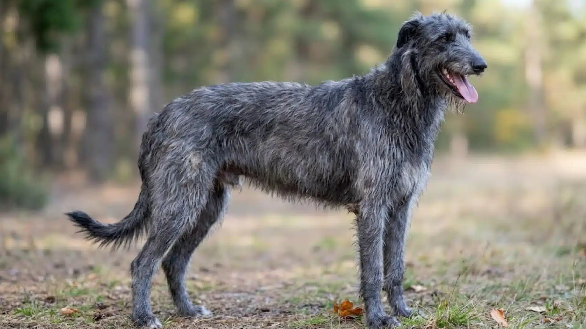 Scottish Deerhound standing in a woodland area, showing its tall slender body, rough gray coat, and long legs built for speed and endurance