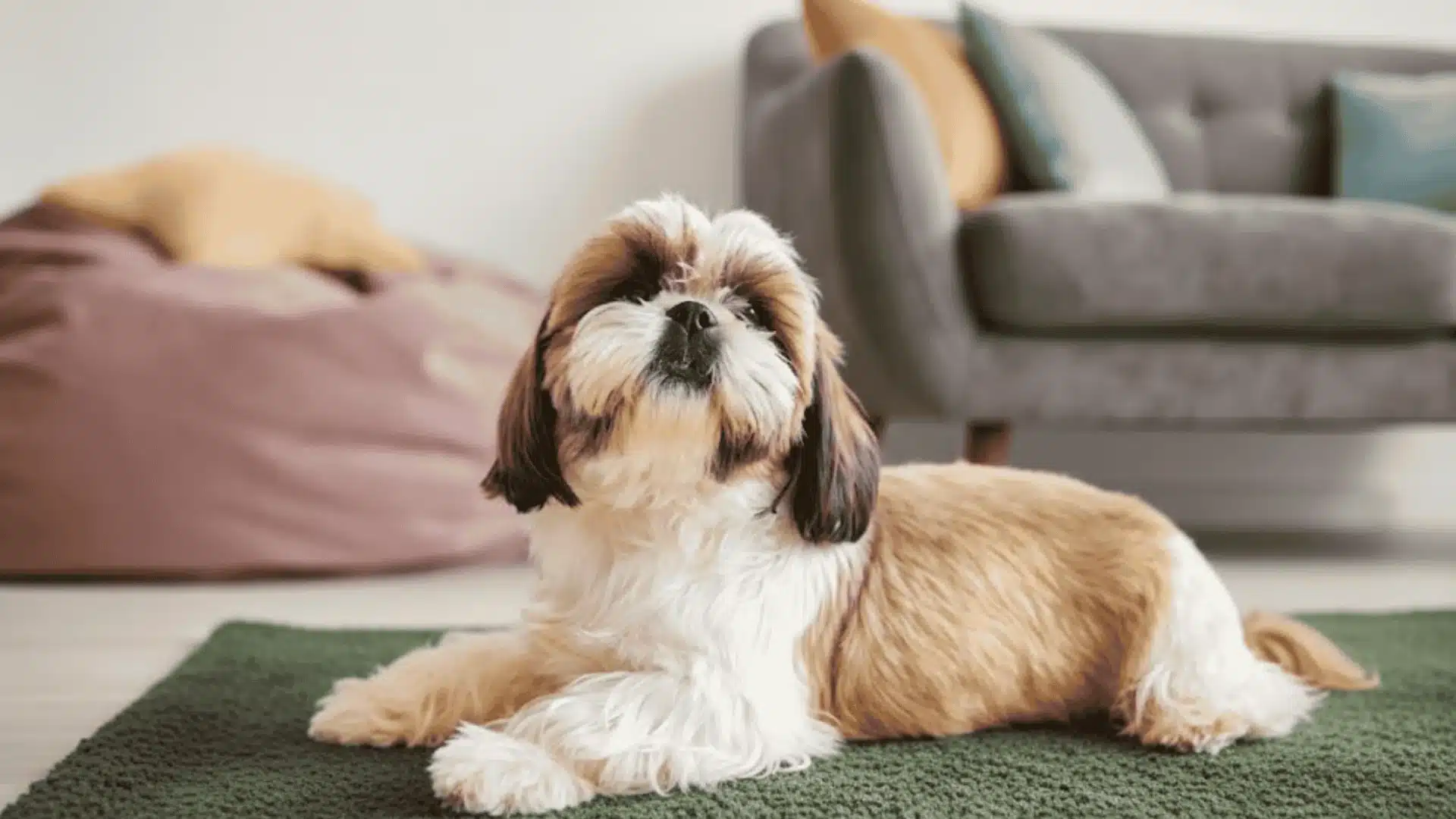 Shih Tzu dog lying calmly on green rug in cozy living room, fluffy brown and white coat indoors