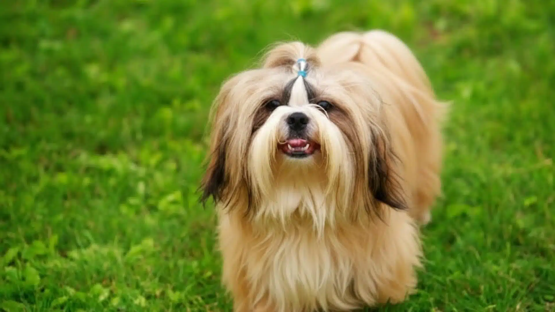 Shih Tzu standing on green grass outdoors with long flowing coat and small topknot tied on head