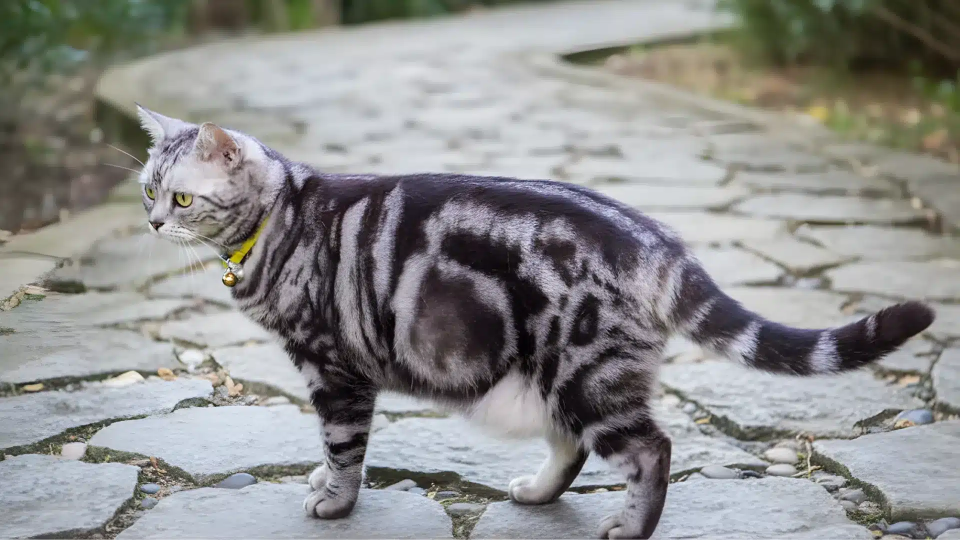 Silver tabby American Shorthair cat with bold striped coat walking on a stone path outdoors wearing a collar