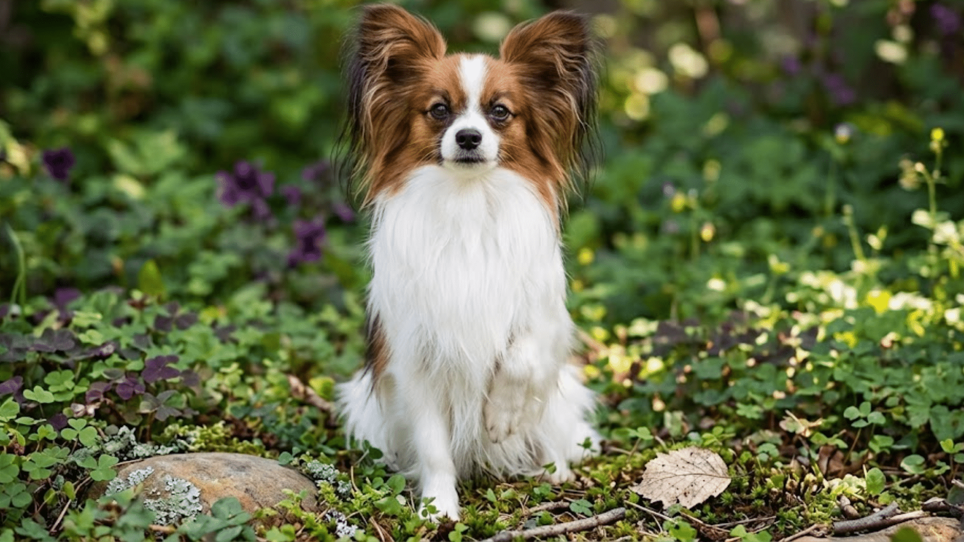 Small Papillon sitting in garden, long white and brown coat, large butterfly ears, surrounded by green plants