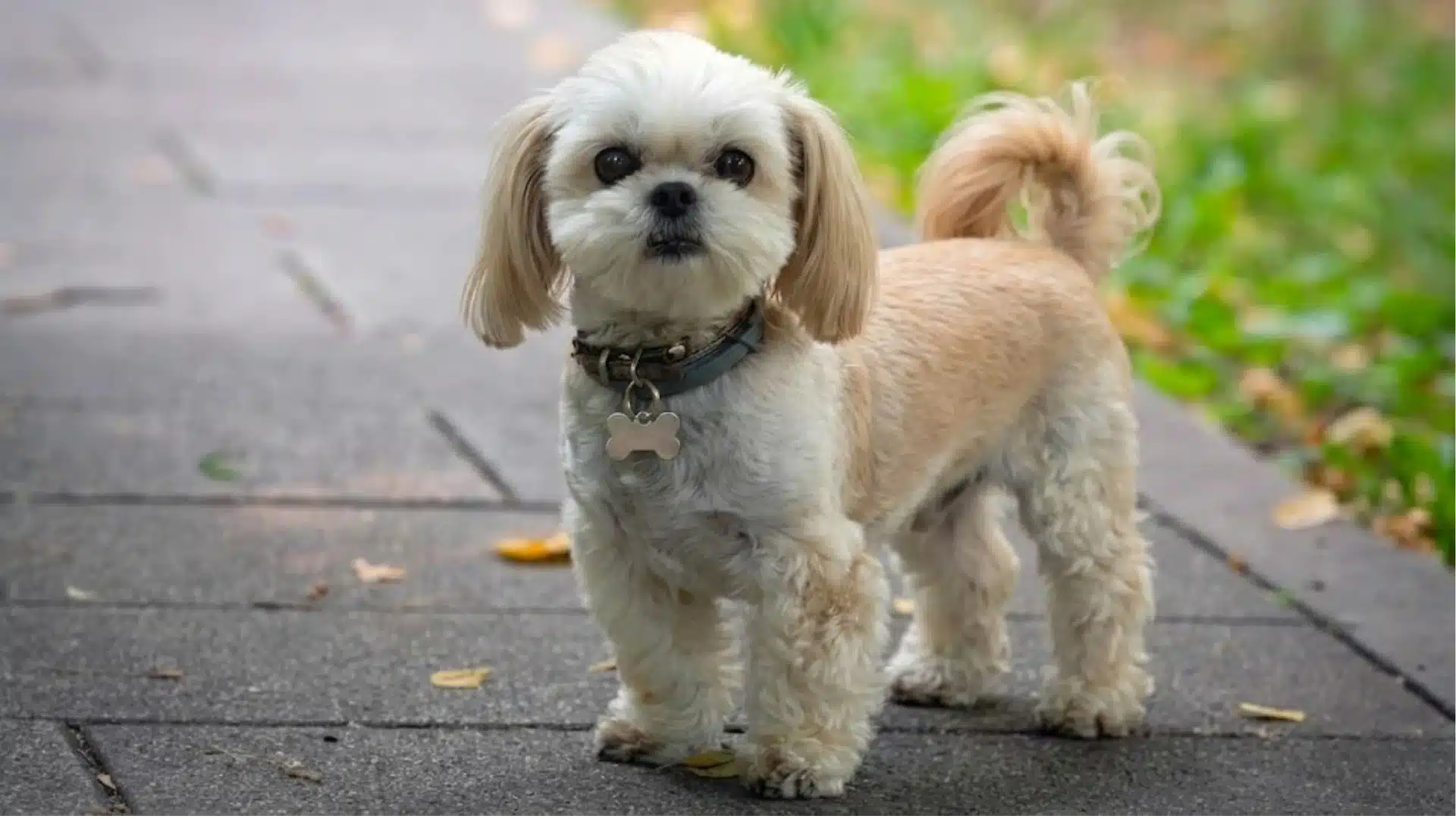 Small Shih Tzu standing on paved path, trimmed coat, wearing collar tag, with green park background behind