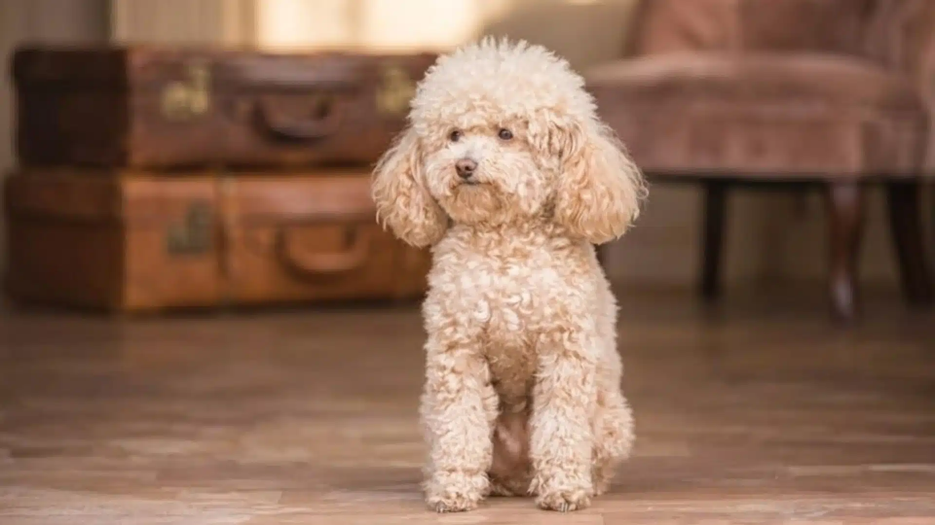 Small Toy Poodle with curly apricot coat sitting indoors on wooden floor, with vintage suitcase and chair behind