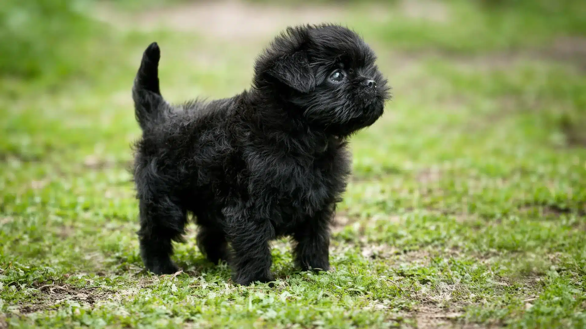 Small black fluffy puppy standing on green grass outdoors, looking up with bright eyes, collar removed