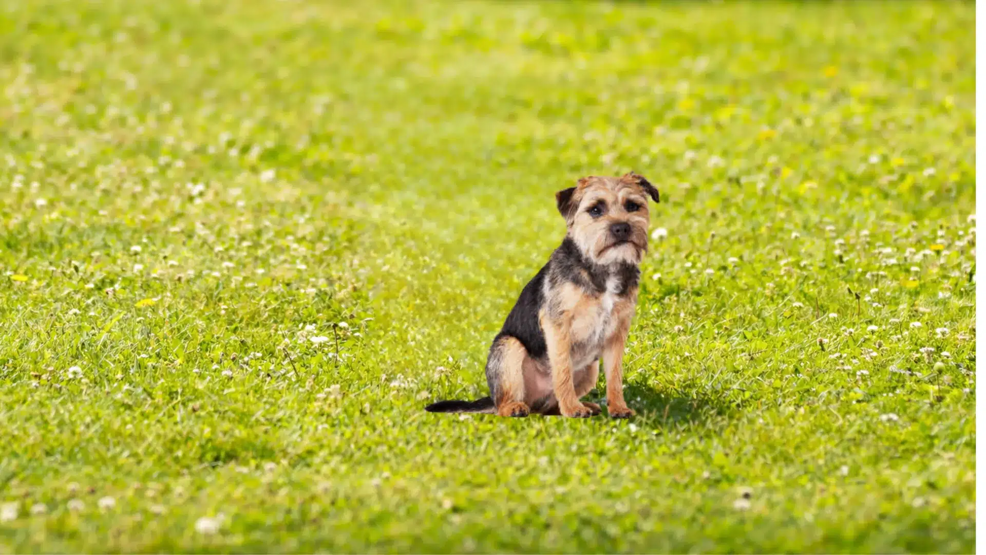 Small border terrier sitting on bright green grass in a sunny park, looking alert with blurred meadow background