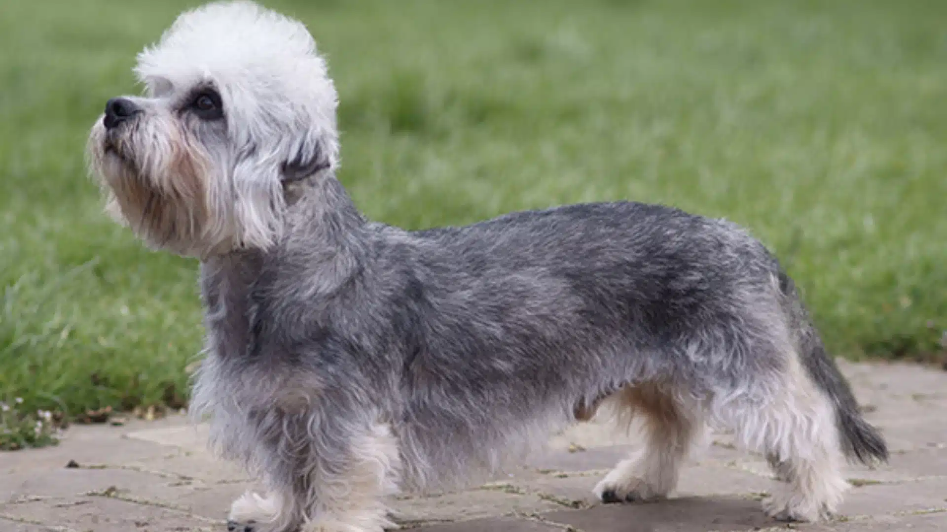 Small gray and white dandie dinmont terrier standing on paved path with green grass in background