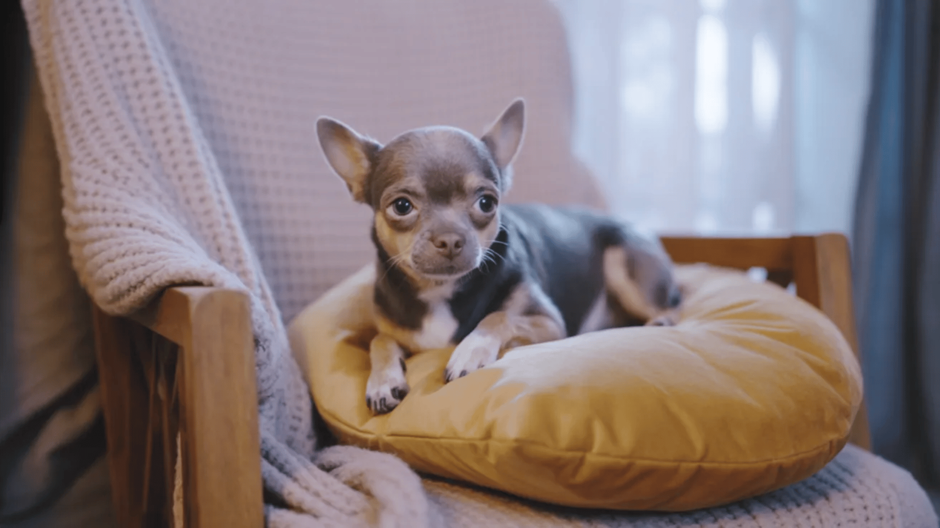 Small lavender Chihuahua rests on a yellow cushioned chair indoors on a wooden chair