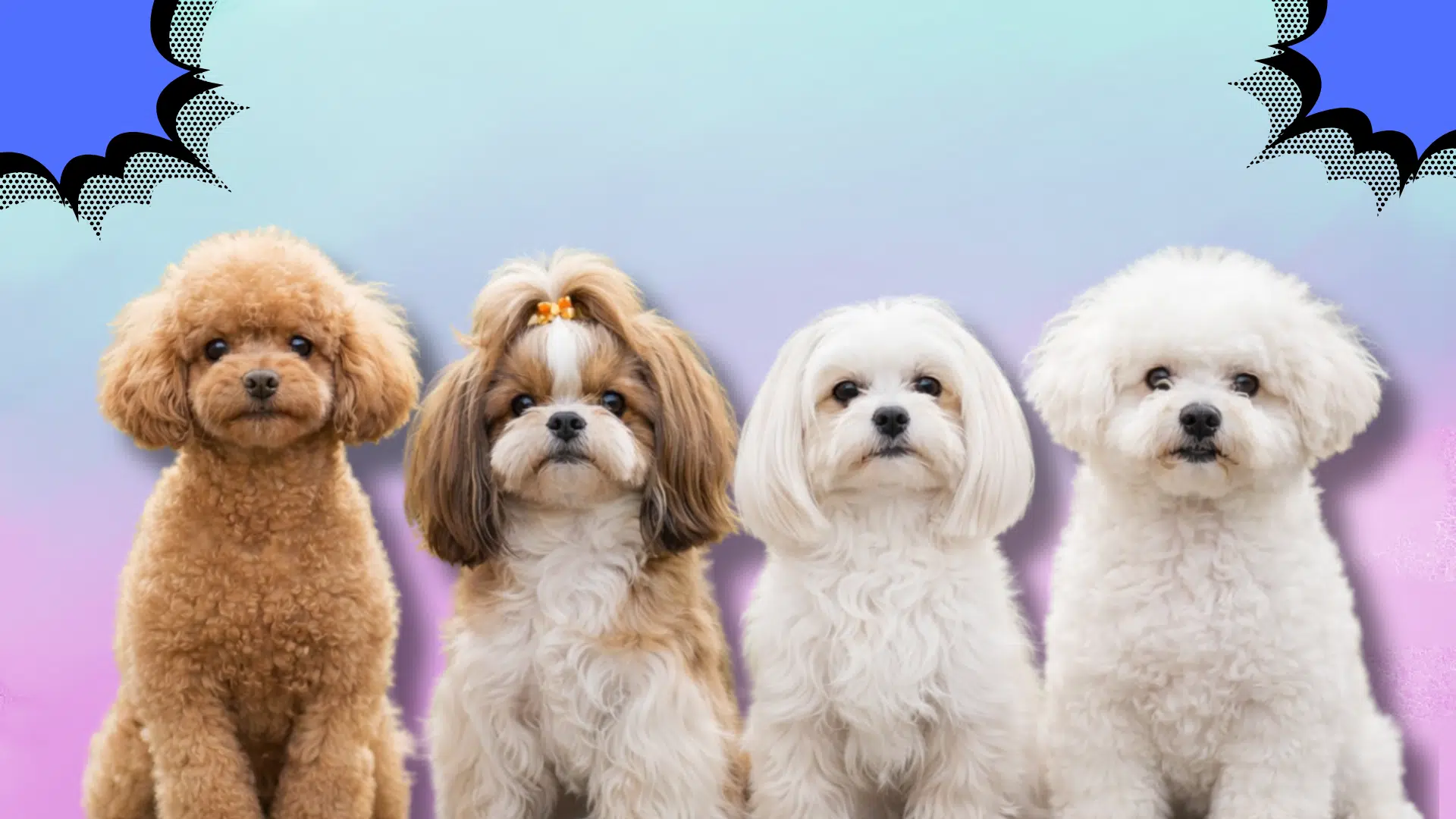 Small low shedding dog breeds including different breeds sitting together