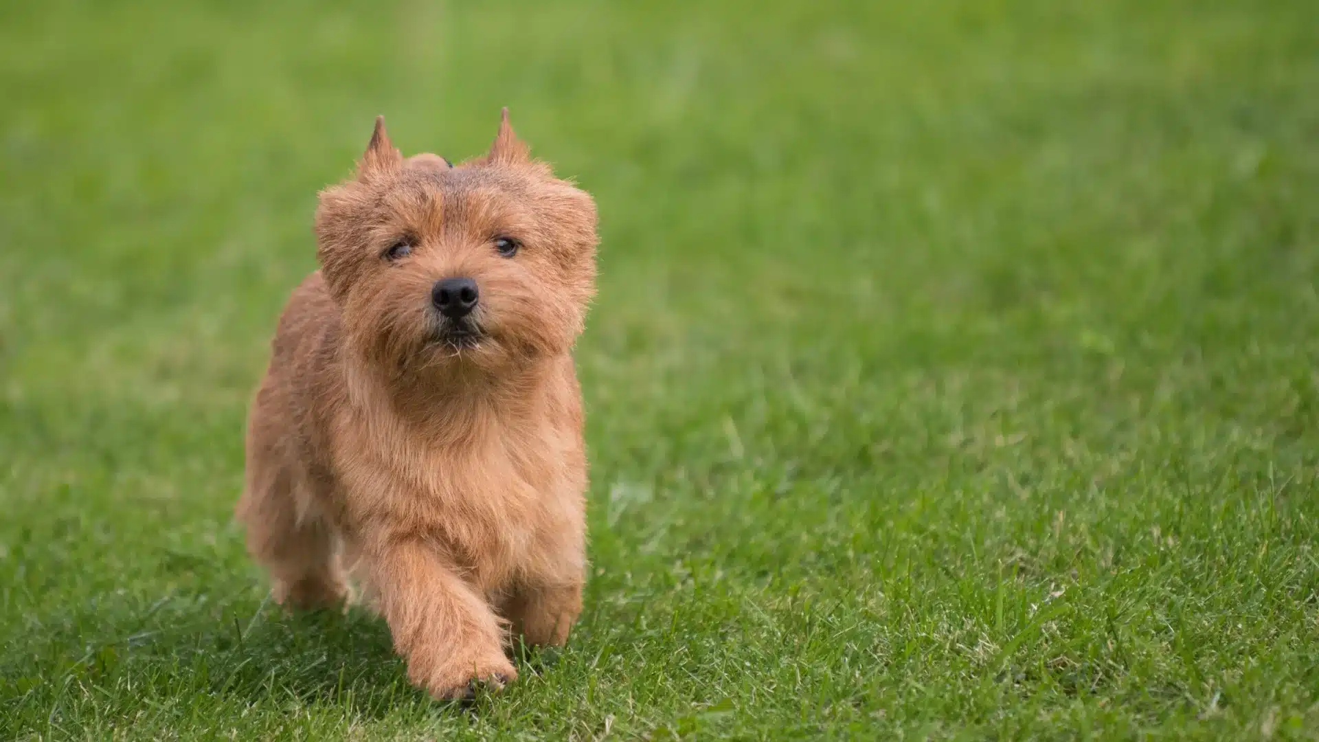 Small norwich terrier walking on green grass with a leash attached, looking straight ahead outdoors during a dog show event