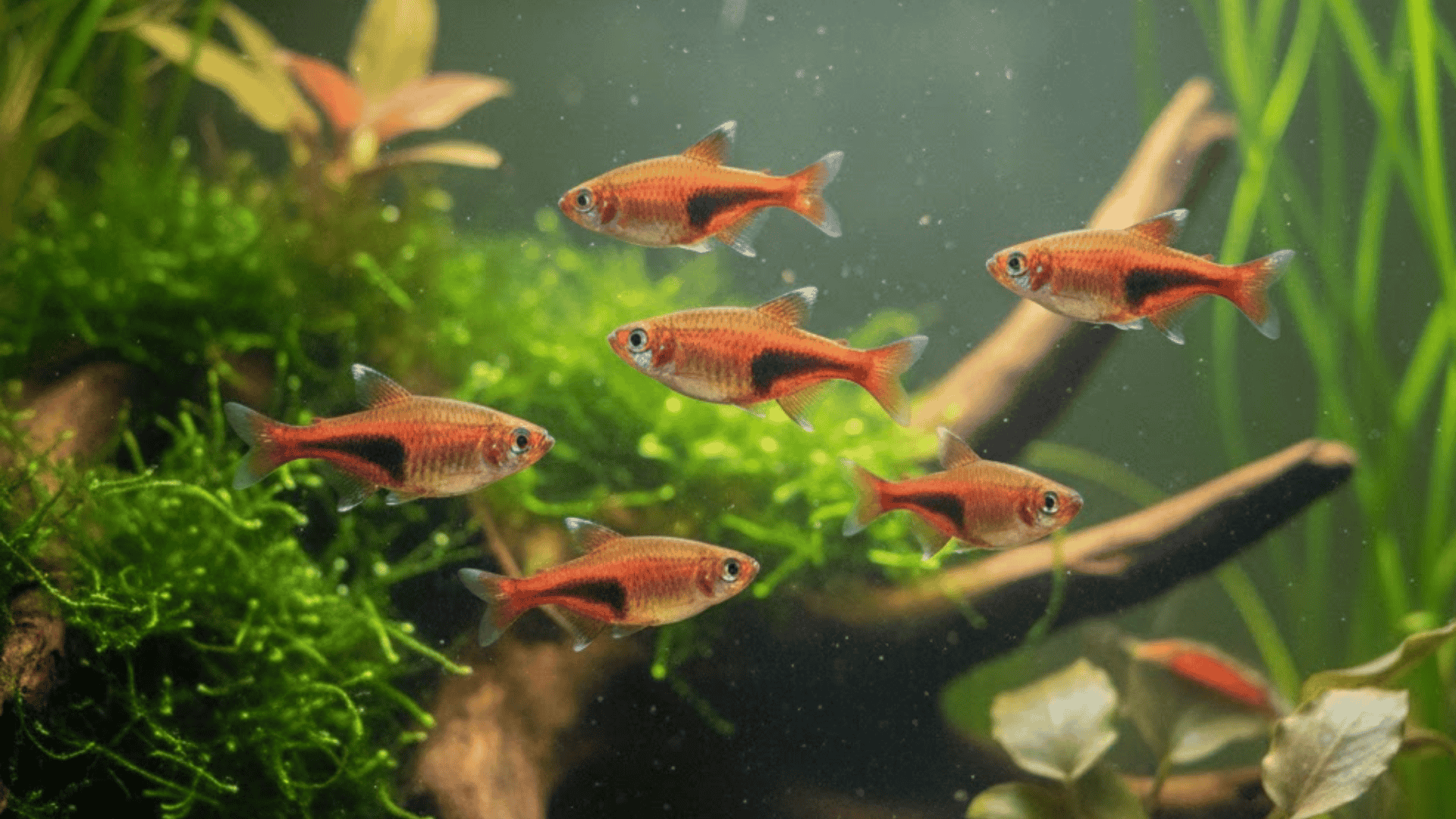 Small red Harlequin Rasboras drift together through soft green plants in a peaceful freshwater aquarium