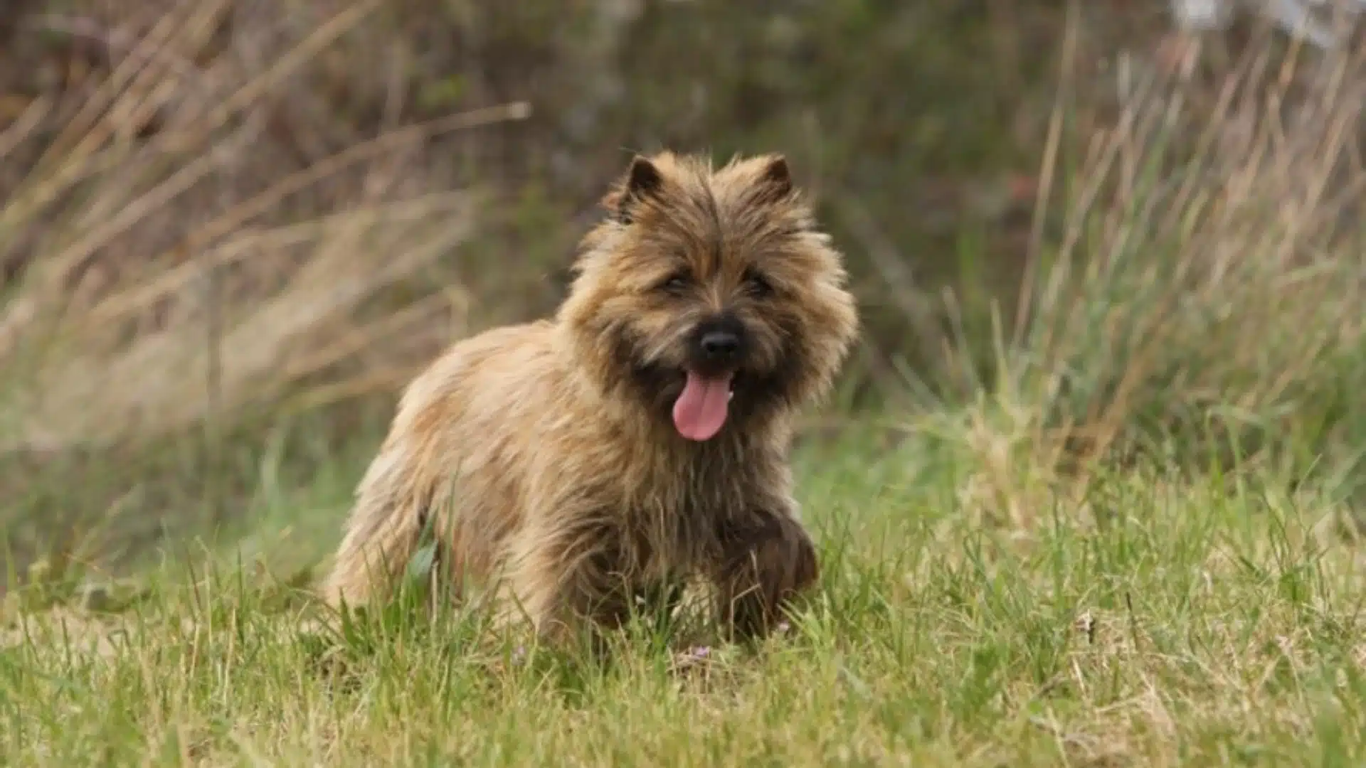 Small shaggy cairn terrier standing on grassy field with tall dry plants behind, tongue out and looking cheerful outdoors