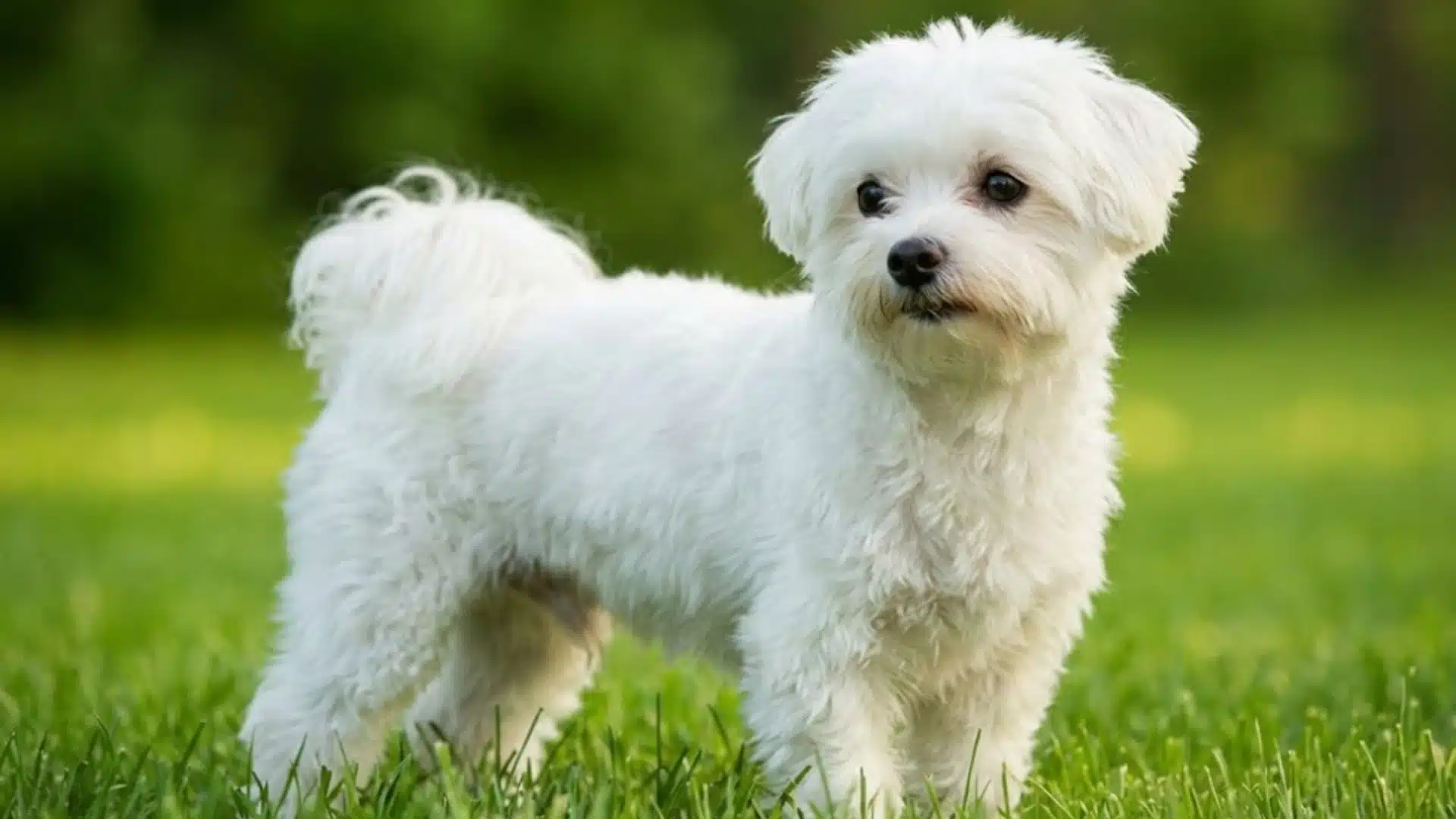 Small white Maltese standing on green grass, fluffy coat neatly groomed, looking alert in outdoor setting