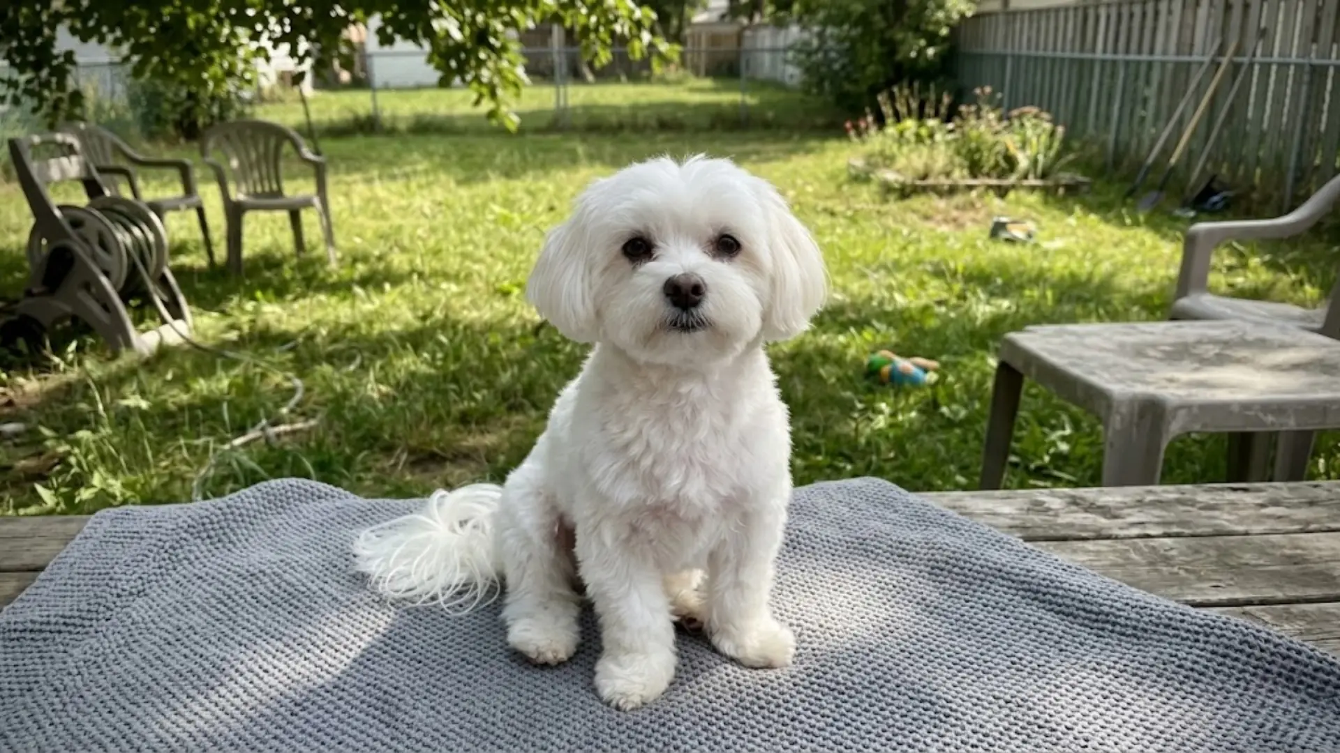 Small white dog sitting on a grey blanket with a grassy backyard background