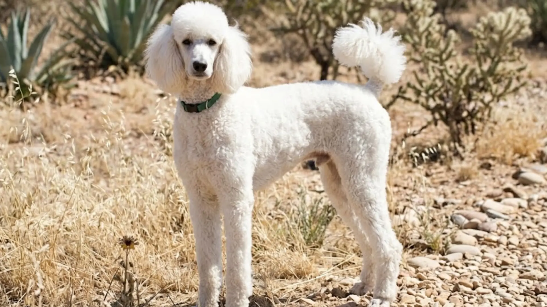 Standard Poodle standing outdoors on rocky ground, white curly coat with desert plants in background