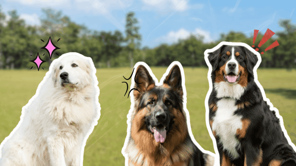 Three large, white-outlined dogs sit in a grassy field under a bright sky