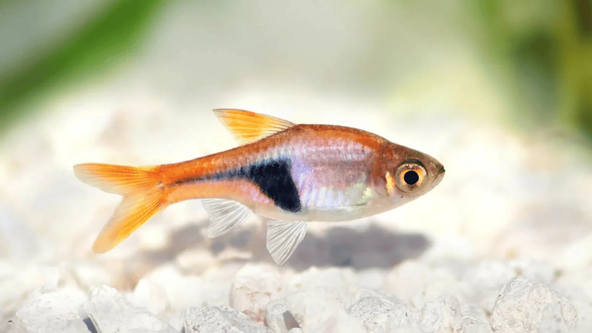 Tiny Cherry Barb fish rests above white gravel with green aquatic plants behind