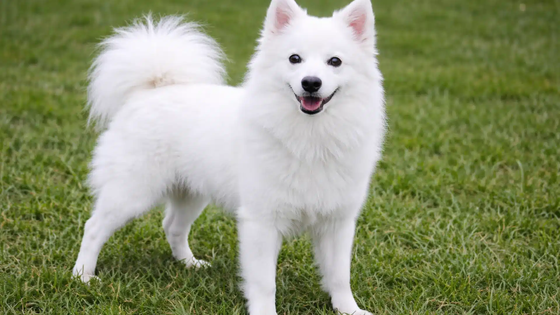Toy american eskimo standing on green grass, fluffy white coat and curled tail with alert expression outdoors