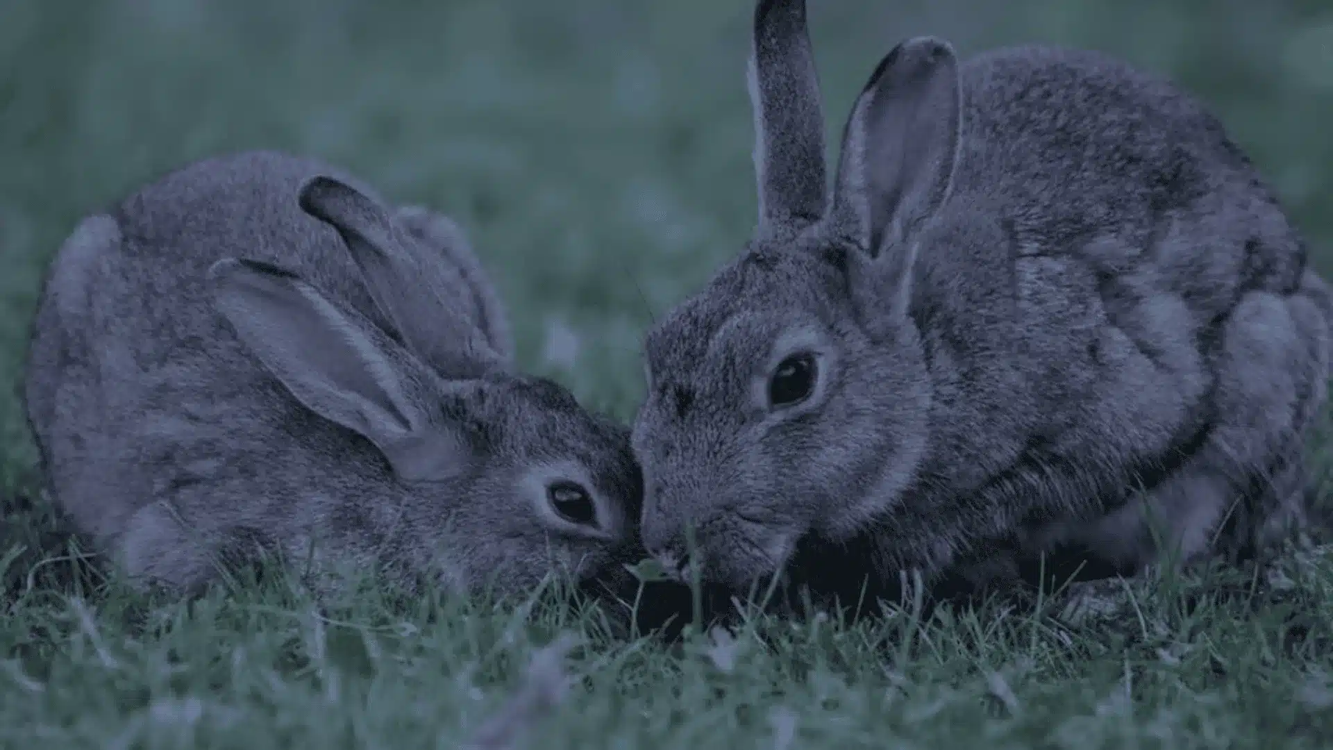 Two brown rabbits huddle together on the grass in low, dim light, looking alert