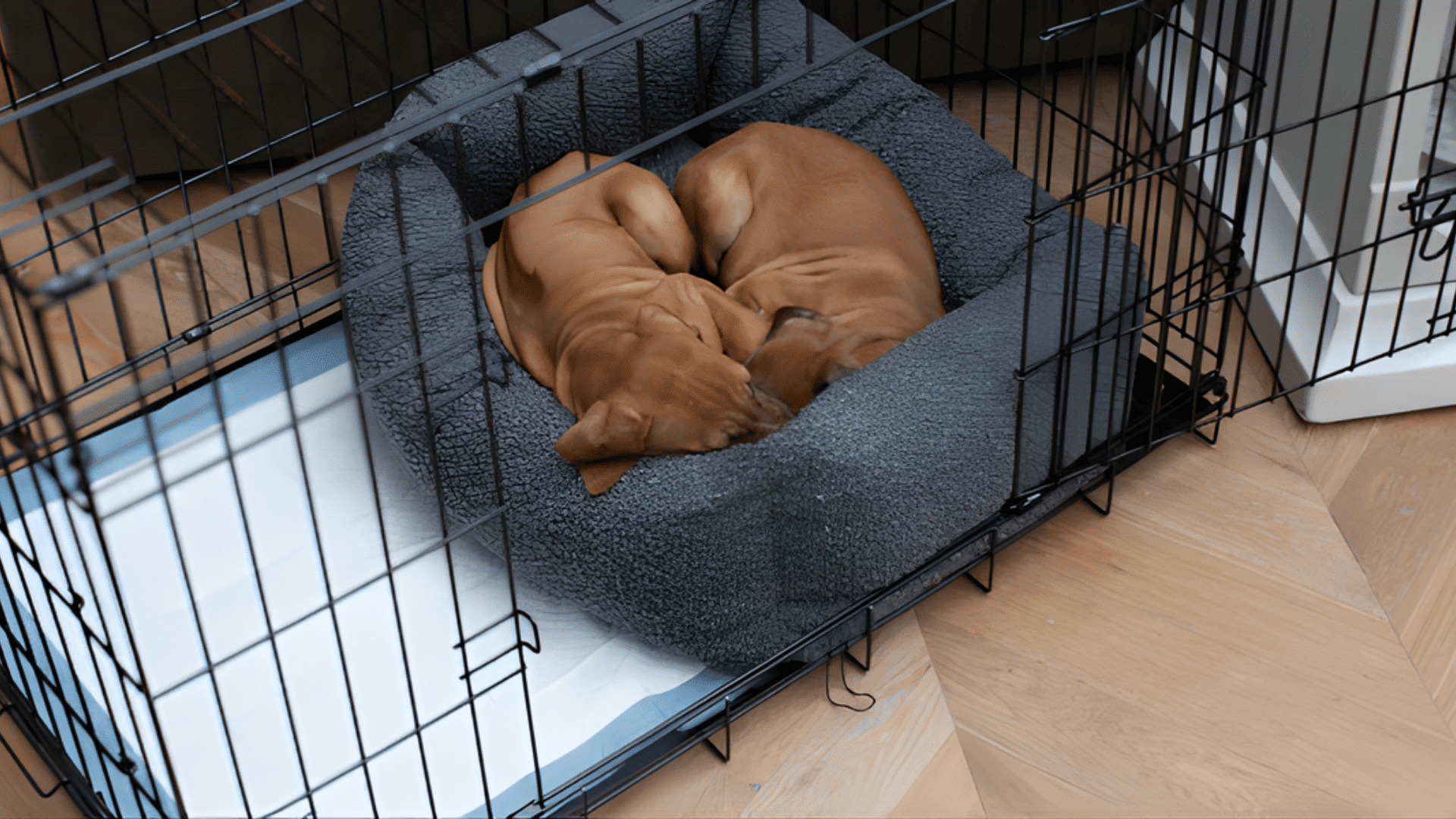 Two puppies sleeping comfortably in the crate on a cozy bed