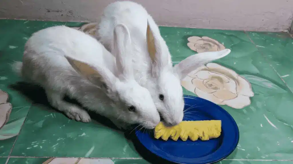 Two white rabbits eating a pineapple slice on a blue plate against a pink wall and green tiled floor