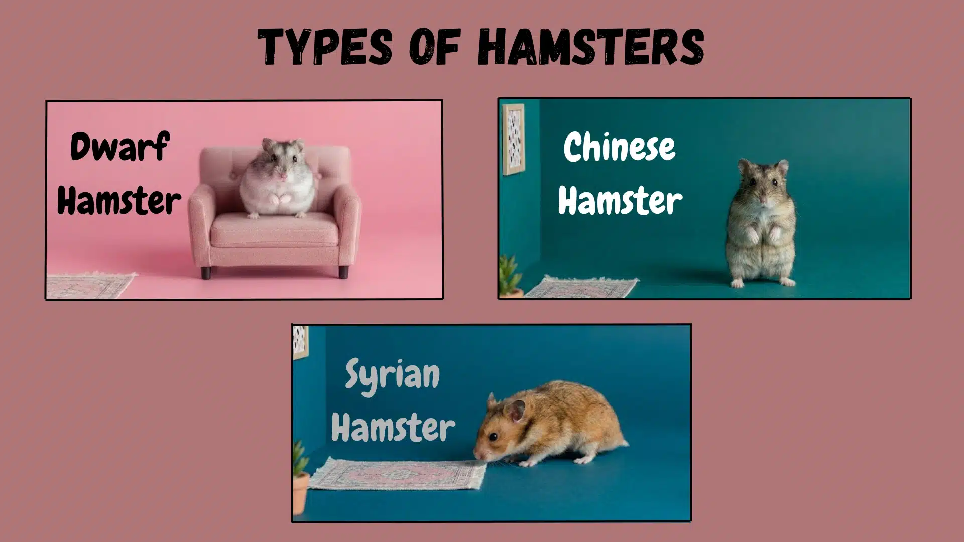 Types of hamsters showing dwarf, Chinese, and Syrian hamsters with labeled images in a simple comparison layout