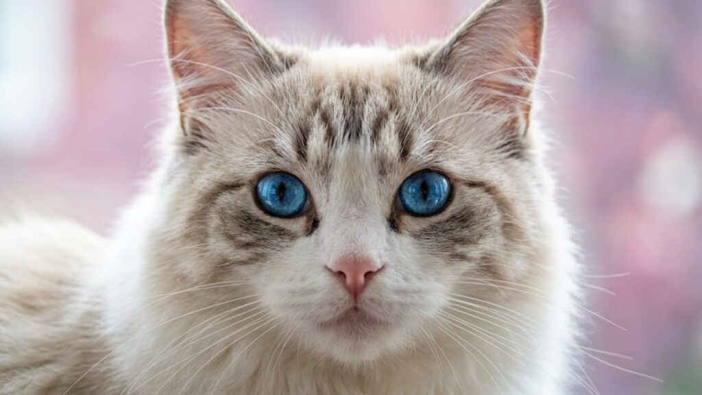 Ultra close up portrait of a cat with striking blue eyes, detailed whiskers and soft fur texture, cat looking directly into the camera
