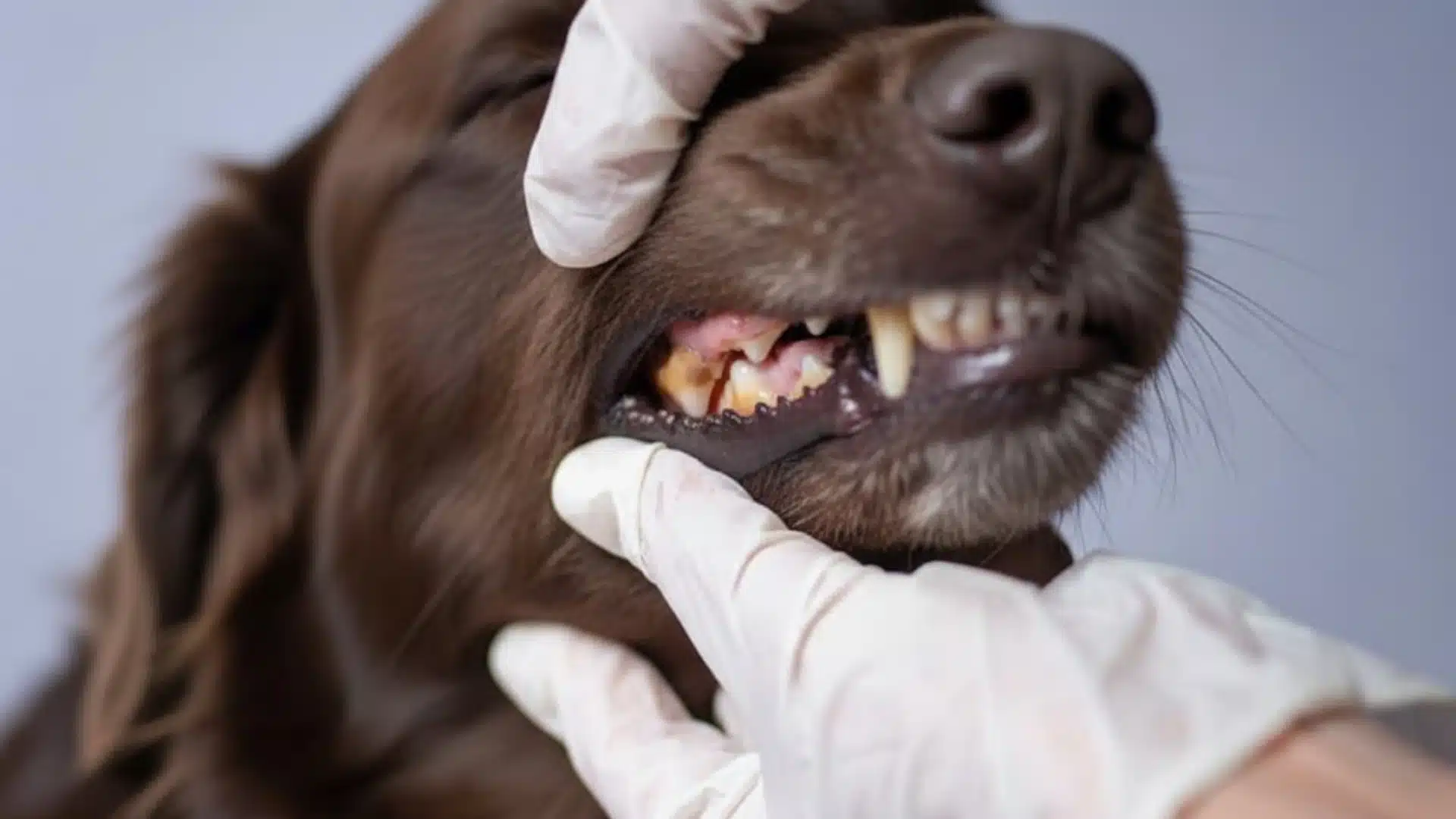 Vet wearing gloves checking brown dog’s gums and teeth closely during oral exam at clinic to assess health condition