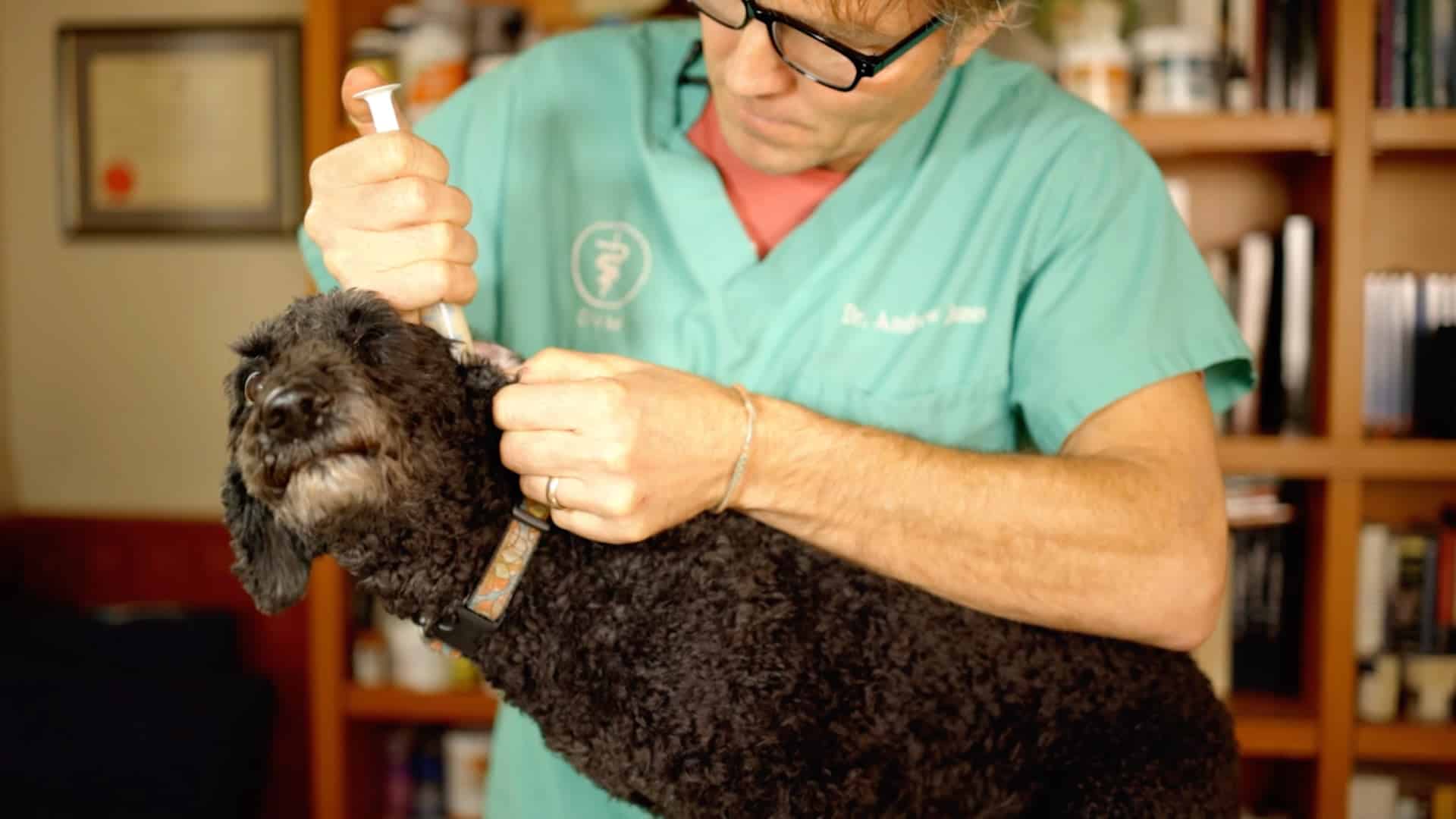 Veterinarian applying ear cleaning solution with syringe into small black dog ear during exam indoors