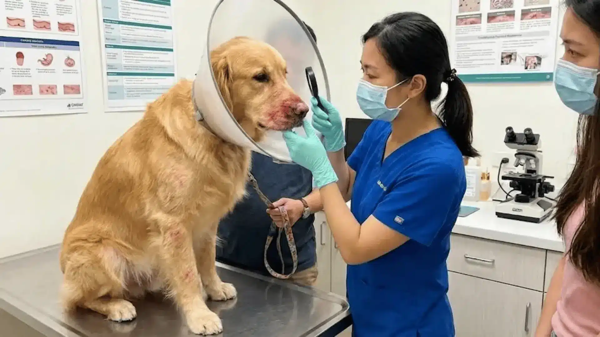Veterinarian checking facial swelling on dog showing symptoms of allergic reaction in dogs during clinic visit