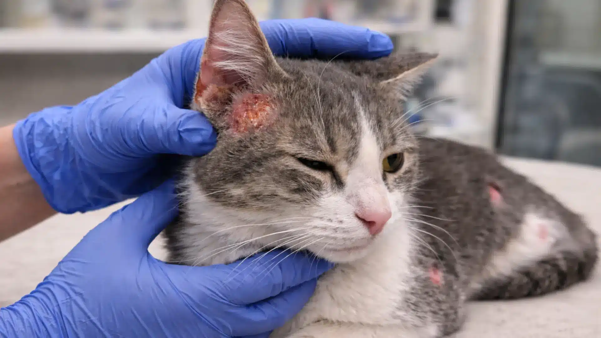 Veterinarian examining gray and white cat with inflamed skin sores showing signs of cat skin allergy