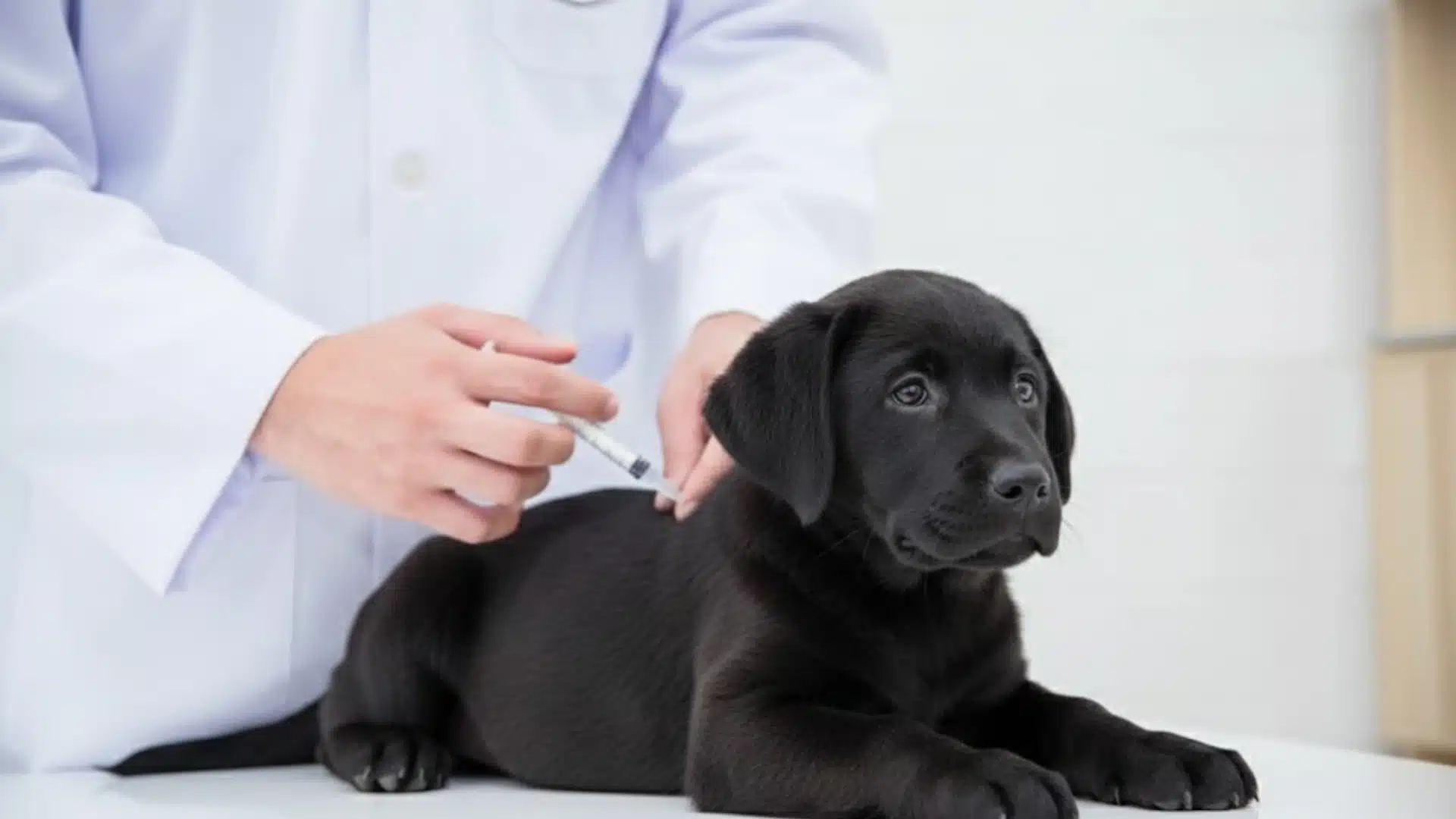 Veterinarian giving a vaccine injection to a black Labrador puppy during a routine checkup at a clinic table