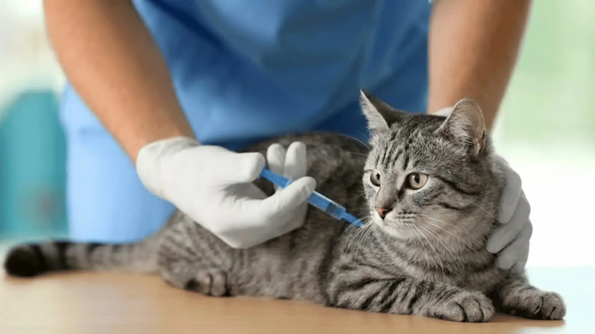 Veterinarian giving injection to gray tabby cat during routine medical exam