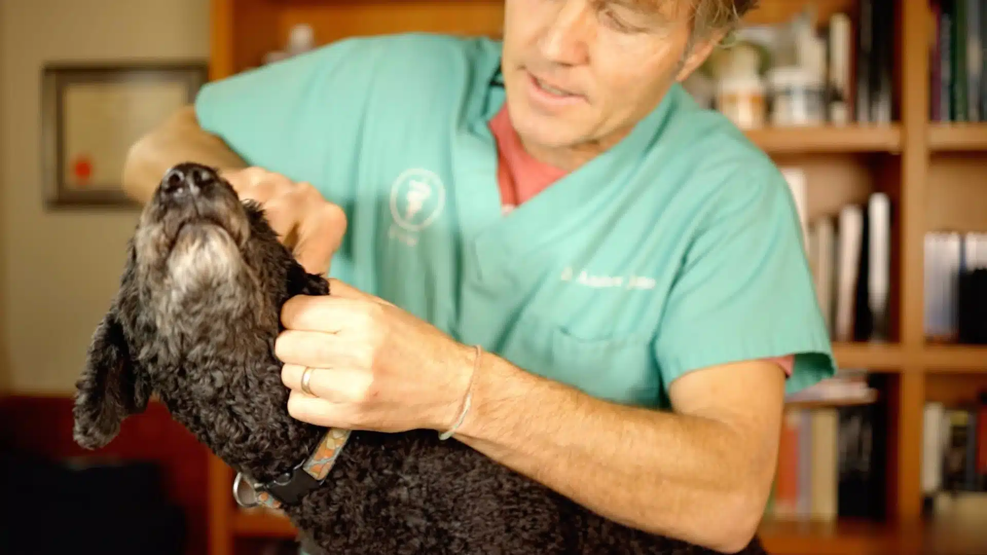 Veterinarian massaging base of small black dog ear after applying cleaning solution during exam indoors