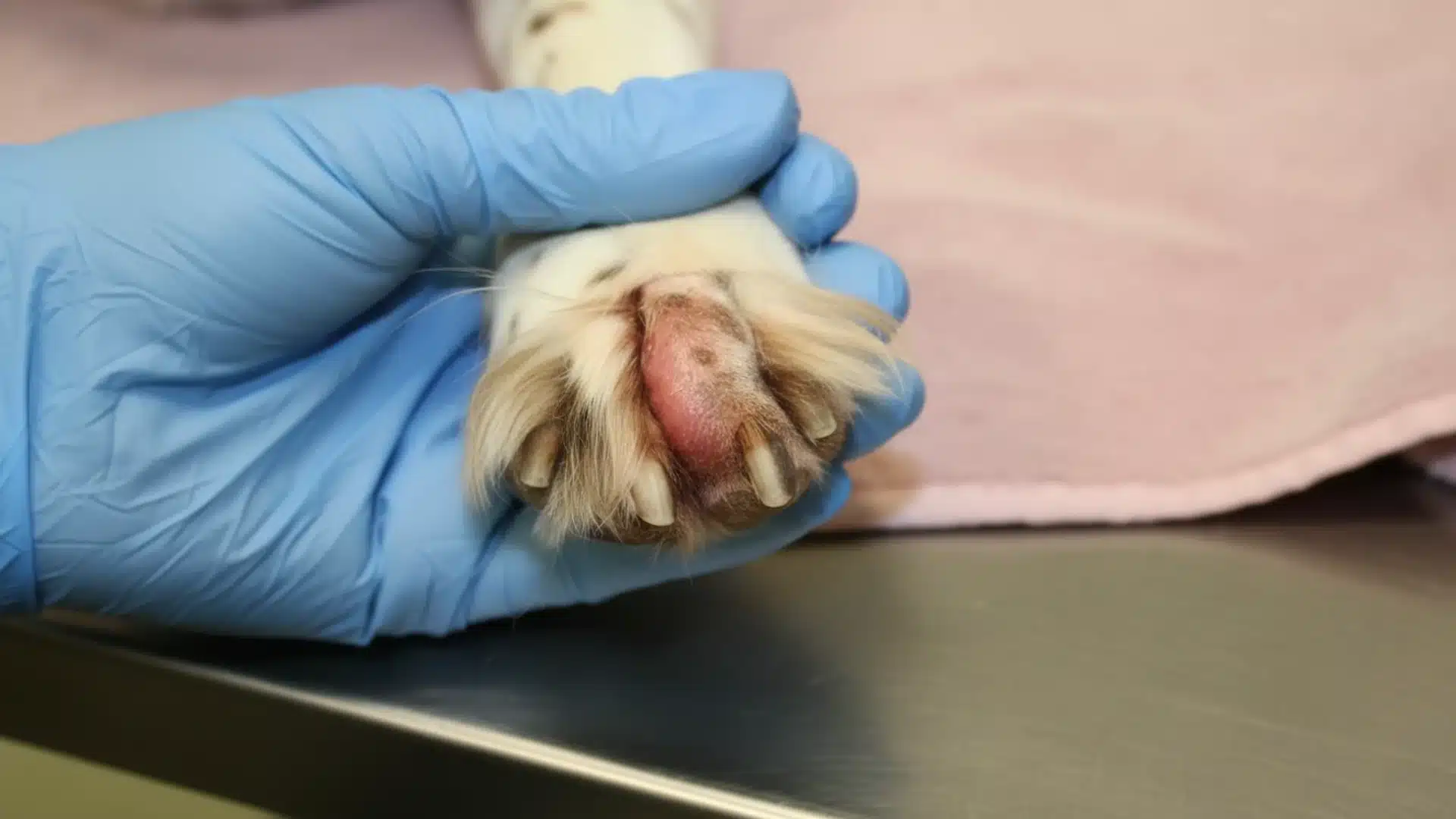 Veterinarian wearing gloves examining a dog swollen paw with visible redness on paw pad in clinic