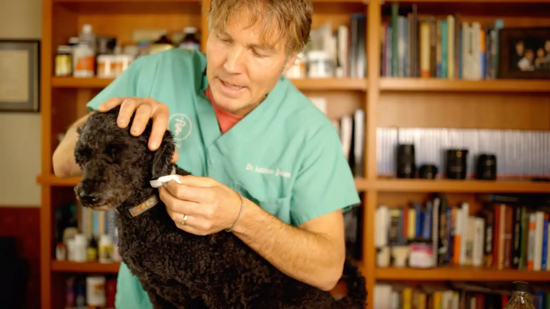Veterinarian wiping small black dog ear with cotton swab after cleaning solution during indoor exam