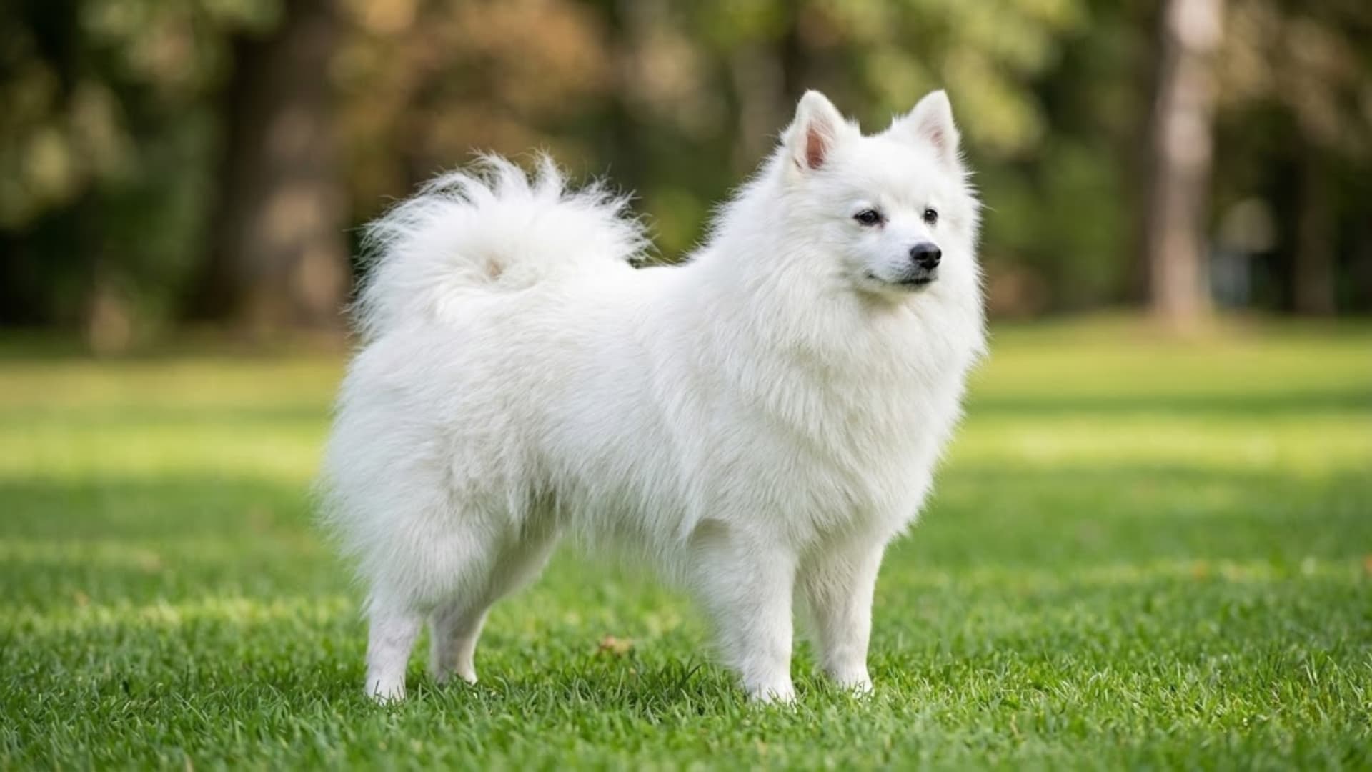 Volpino Italiano breed dog sitting in a grassy backyard background