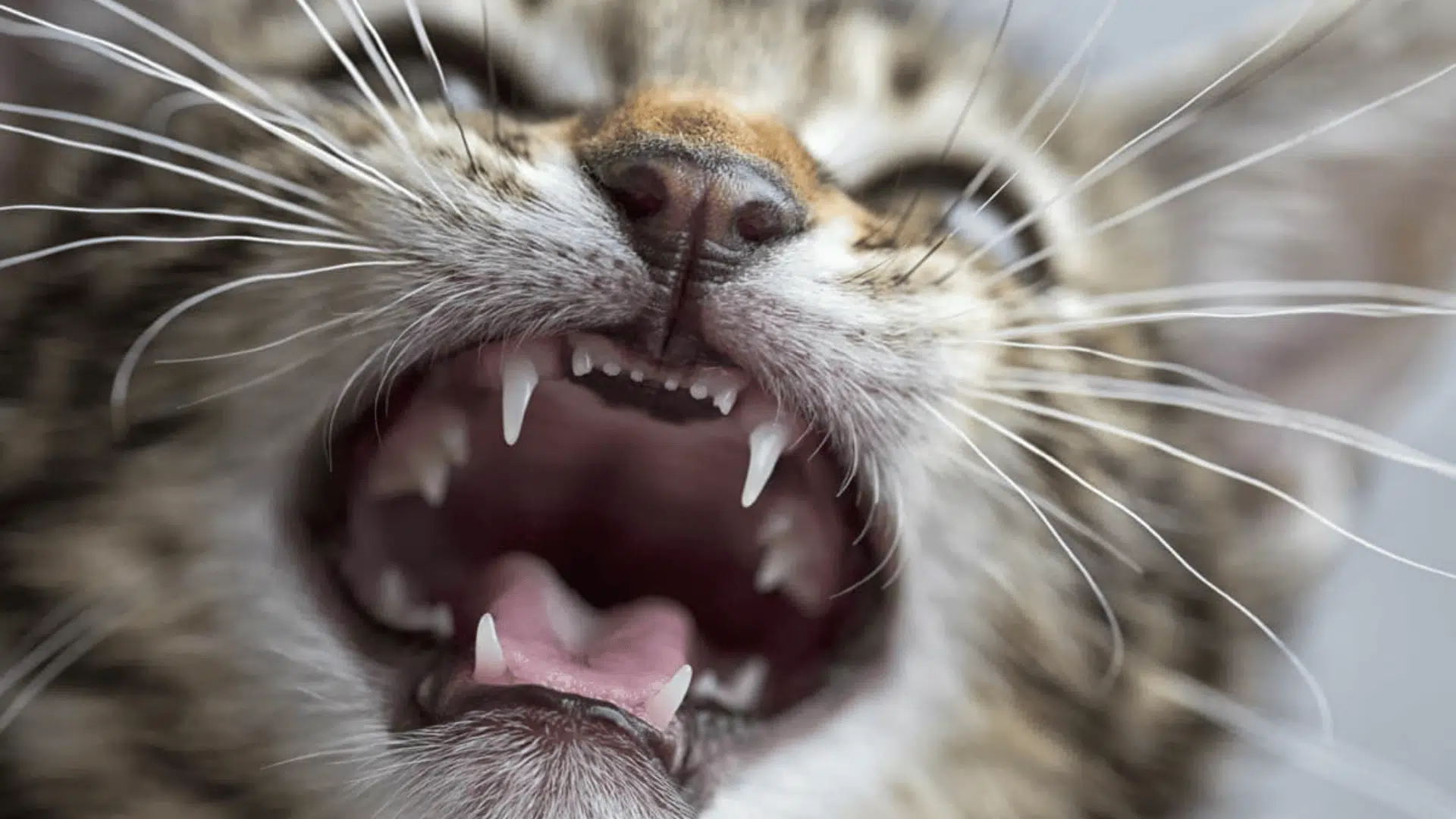 When Do Kittens Start Teething