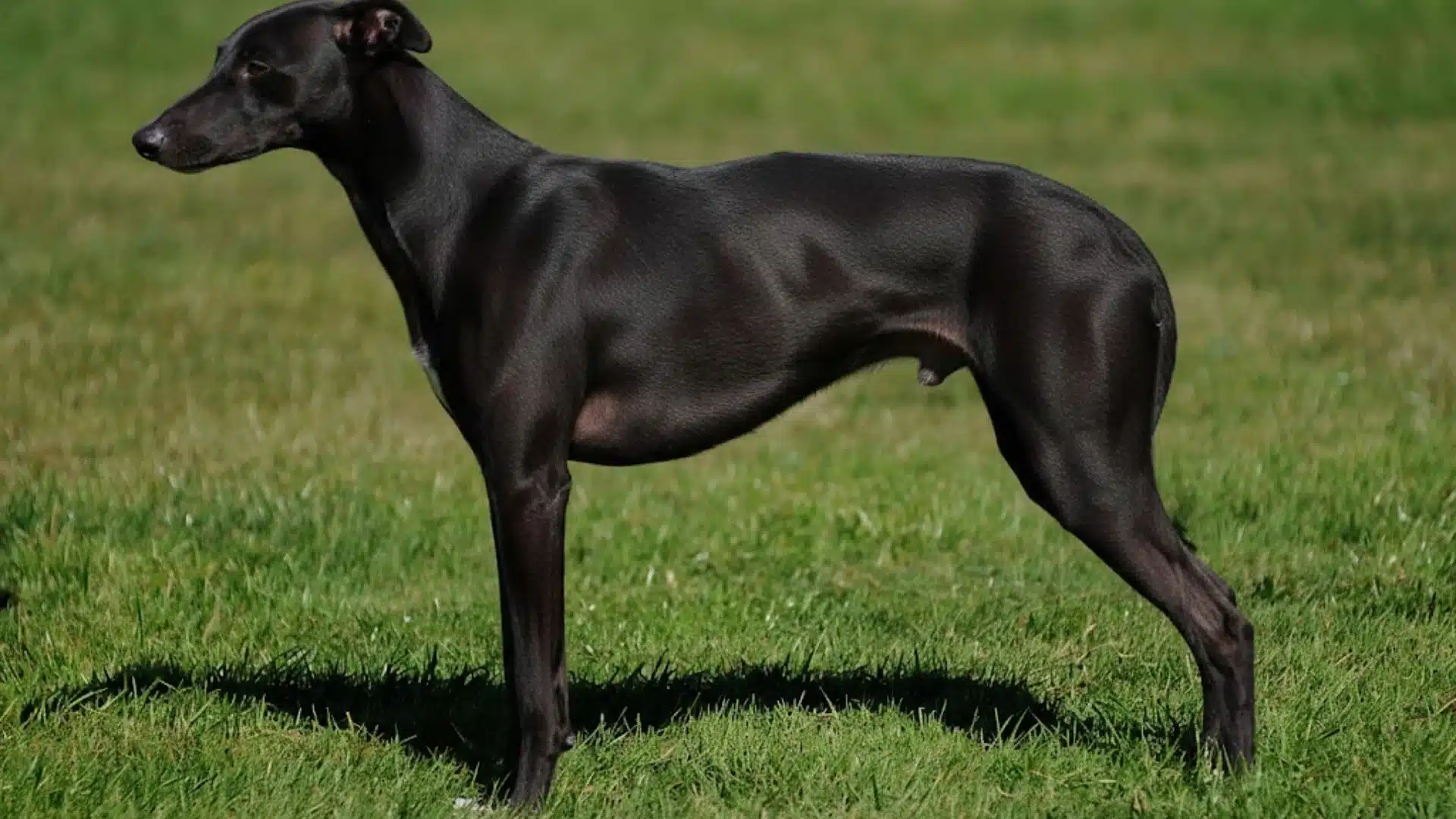 Whippet standing on green grass outdoors with sleek black coat and athletic slim body profile