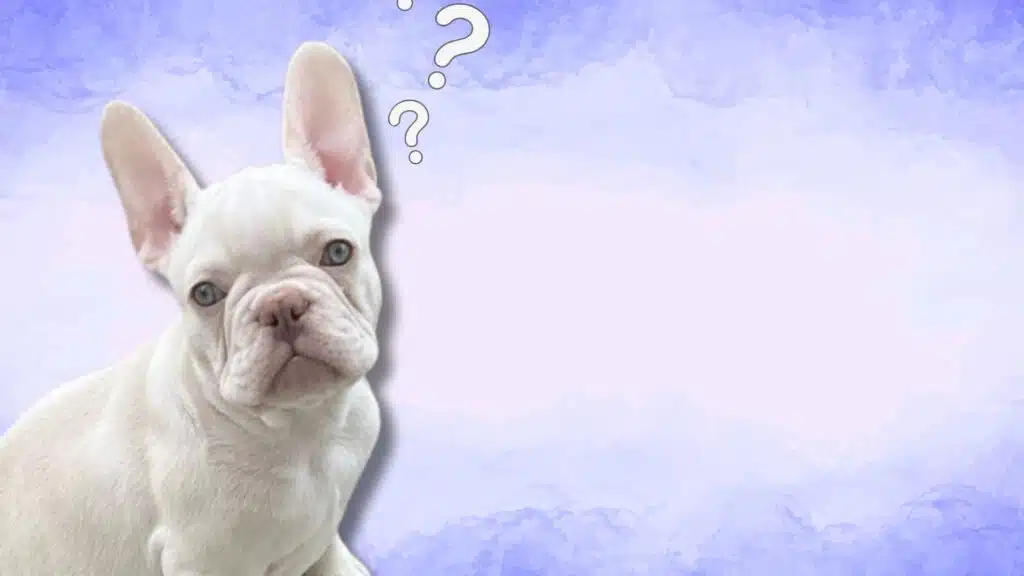 White French Bulldog with confused expression and question marks on soft blue background