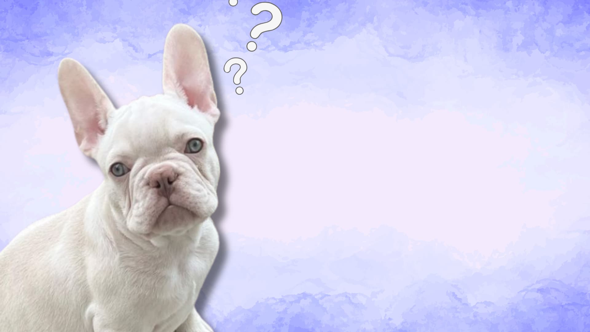 White French Bulldog with confused expression and question marks on soft blue background
