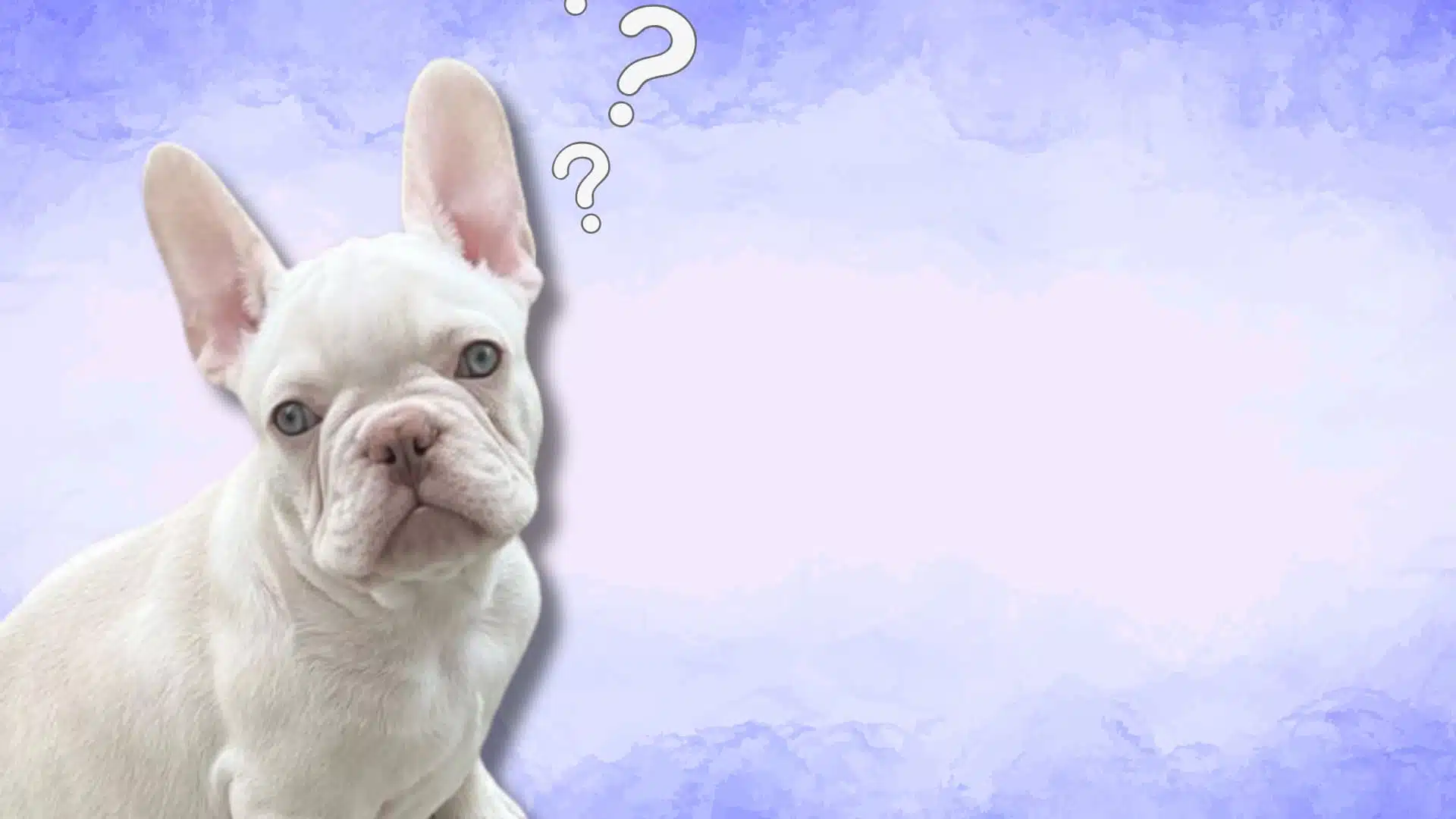 White French Bulldog with confused expression and question marks on soft blue background