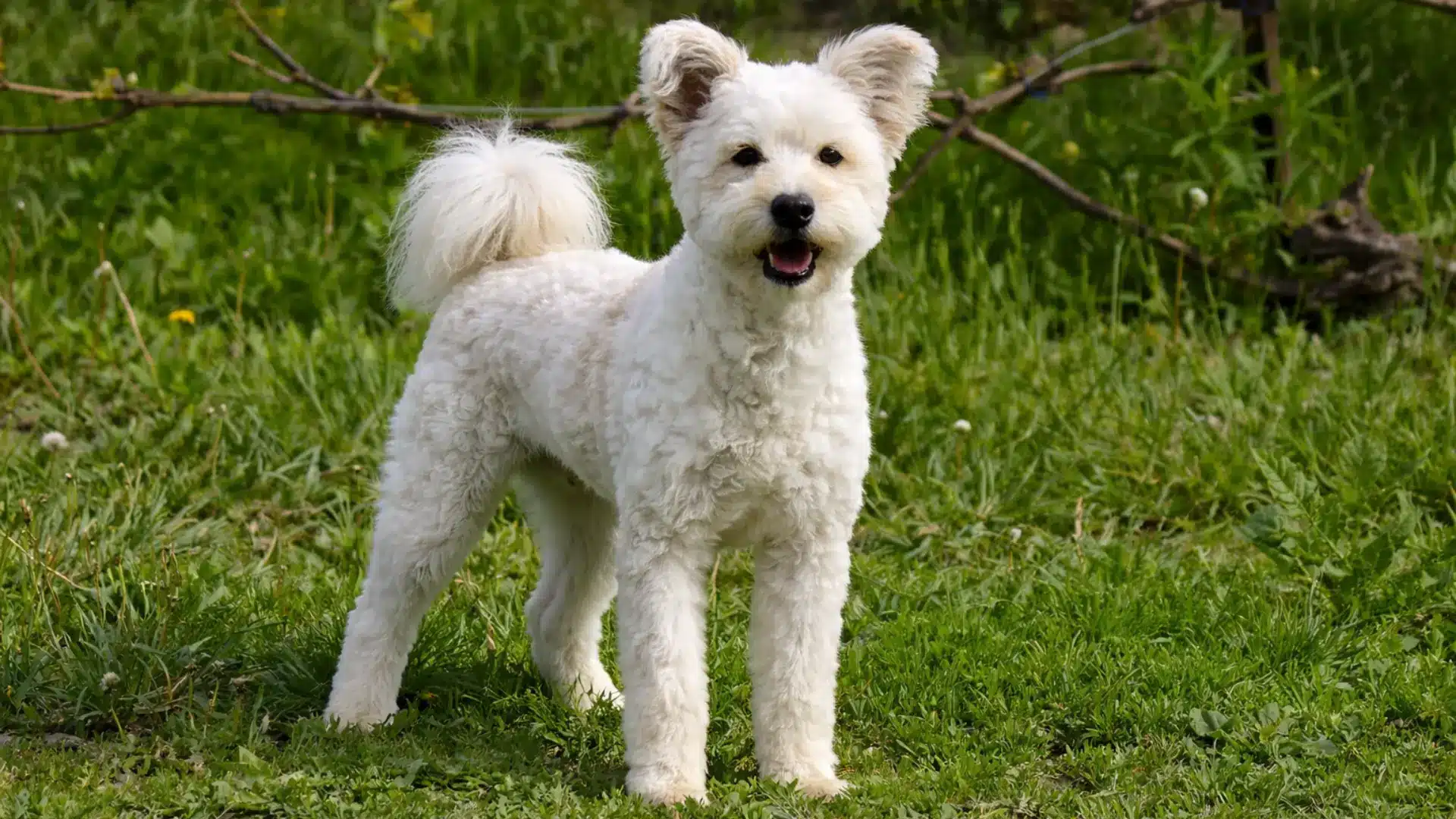 White pumi standing on green grass in garden, curly coat, perked ears and alert expression in daylight