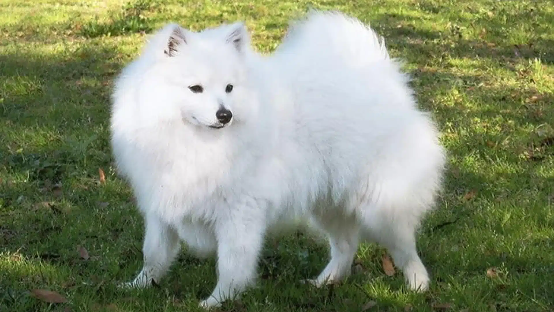 White volpino italiano standing on green grass, thick fluffy coat and curled tail in sunny park setting