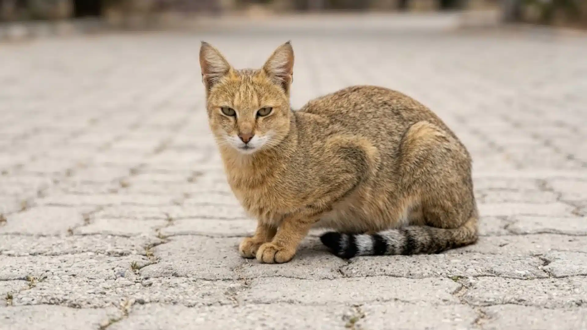 Wild looking Chausie cat sitting on stone path outdoors with sandy coat and striped tail