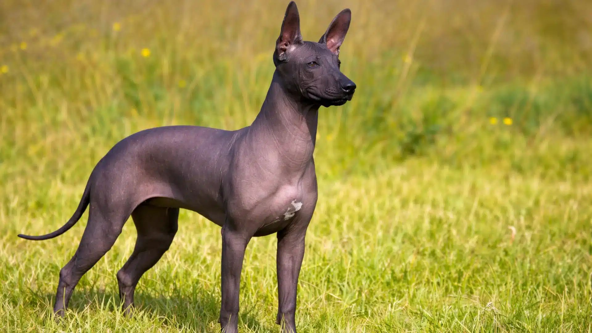 Xoloitzcuintli standing alert on green grass, sleek hairless dark coat and upright ears in sunny field
