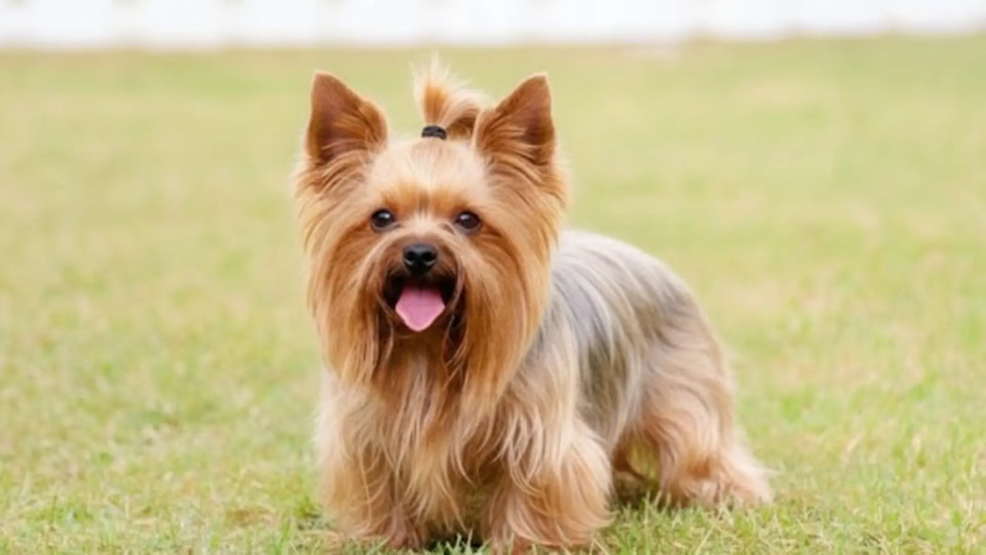 Yorkshire Terrier standing on green grass outdoors with long silky coat and small topknot on head